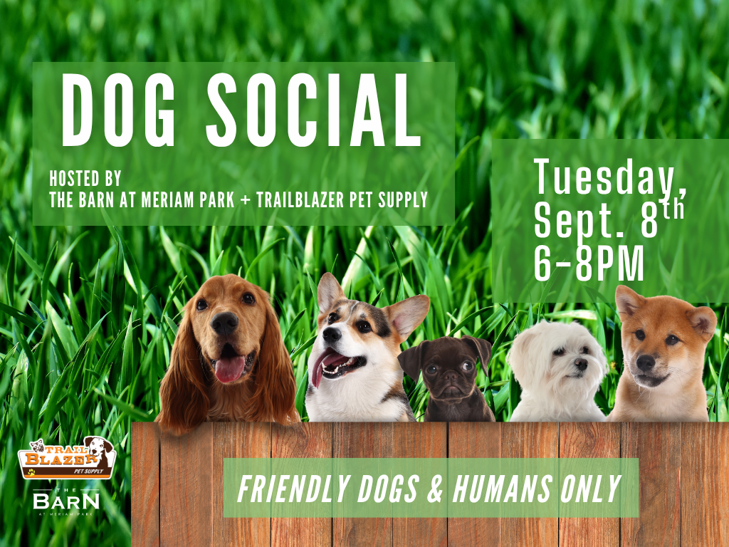 Dog Social at the Barn