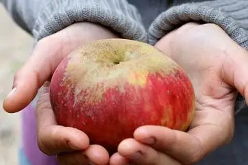 Lassen Cidery